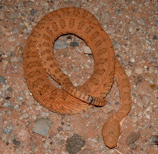 Utah Rattlesnake Quiz Field Herp Forum
