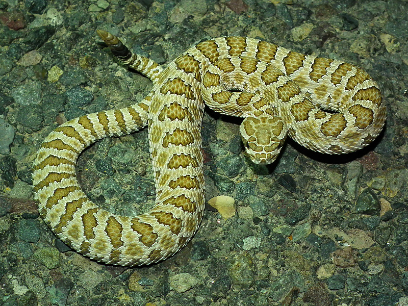 Utah Rattlesnake Quiz Field Herp Forum