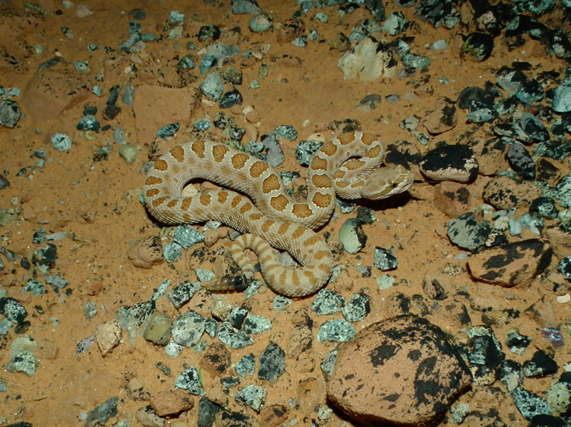 Utah Rattlesnake Quiz Field Herp Forum