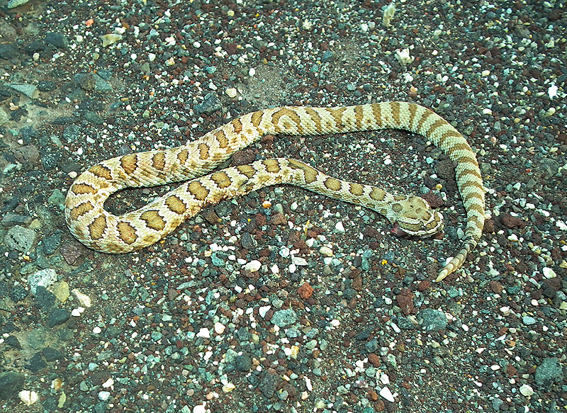 Utah Rattlesnake Quiz Field Herp Forum