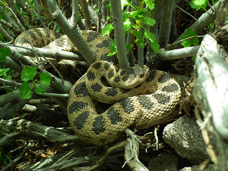 Utah Rattlesnake Quiz Field Herp Forum