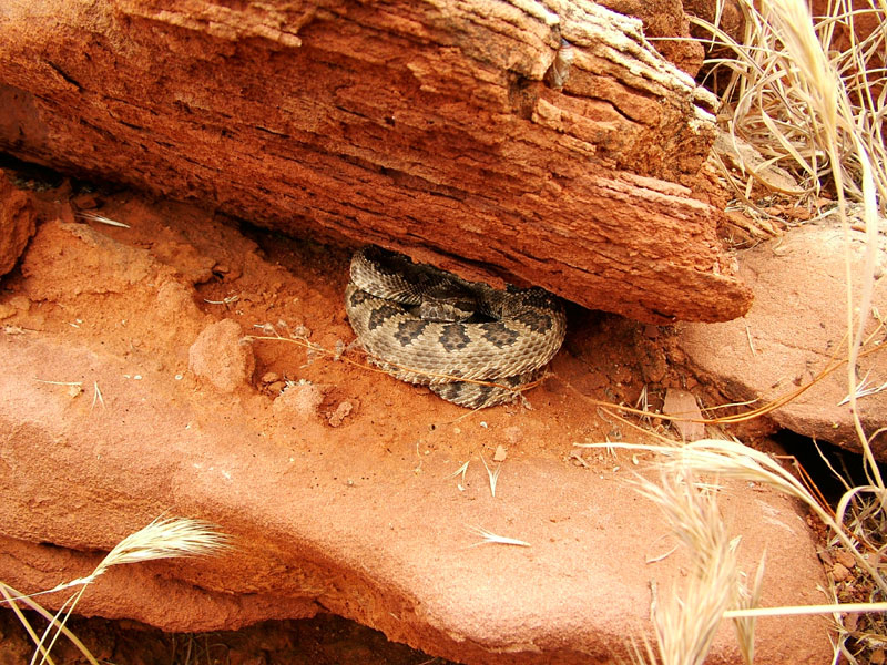 Utah Rattlesnake Quiz Field Herp Forum